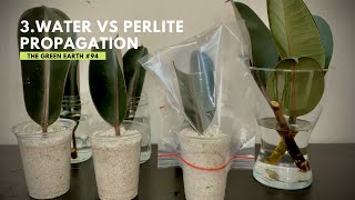 94 Rubber Plant Ficus Elastica Propagation from Cuttings  Indoor Plants  Part 3 [upl. by Penthea17]