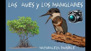 Las Aves y los Manglares de Puerto Rico [upl. by Ayatnwahs]