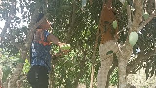 Harvesting Mango at Yaps Farm Kapanikian Pinukpuk [upl. by Bryn]