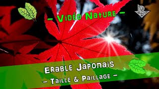 Érable Japonais  Comment tailler un érable  Taille amp Paillage  Printemps  TUTO Jardinage [upl. by Leisha505]