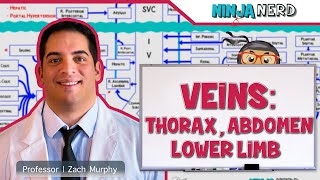 Circulatory System  Veins of the Thorax Abdomen amp Lower Limbs  Flow Chart [upl. by Pittel]