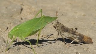 La sauterelle et le criquet  The Katydid and the Grasshopper [upl. by Nauqram863]