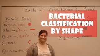 Bacteria Classification by Shape [upl. by Llenrod]