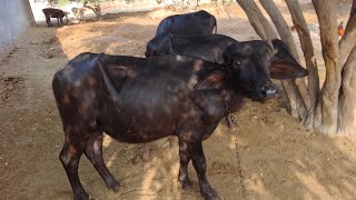 Qurbani 2025 بچھڑے  Australian Friesian بچھڑیاں  Qurbani ka Janwar [upl. by Pall]