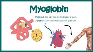 Myoglobin  Structure and function  oxygen binding kinetics [upl. by Dareen]