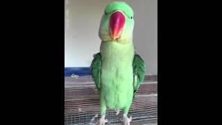 Alexandrine parrot talking [upl. by Fleisig820]