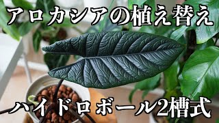 【アロカシア】植え替え｜ハイドロボール2層式｜スカルプラム【ゆるっと植え替え3】 [upl. by Amian250]