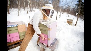 Treatment Free Varroa Control Adrian Quiney Marathon County Beekeepers Association Conference 2 [upl. by Travis545]