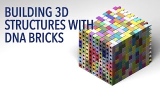 Building 3D Structures with DNA Bricks [upl. by Melamed]