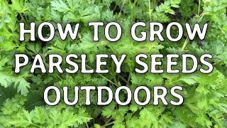 How to Grow Parsley Seeds Outdoors  Easiest Herbs for Beginner Gardeners [upl. by Kemme]