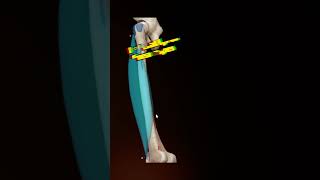 Vastus Lateralis easy medicalstudent easylearning learning anatomy [upl. by Alan985]