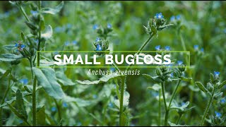 Small Bugloss [upl. by August697]