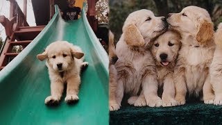 Funny and Cute Golden Retriever Puppies Compilation 2  Cutest Golden Retriever [upl. by Immat]