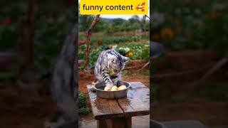 Funny content 🥰 fun animal animals 576this keşfet funny trampoline animalsounds shortsvid [upl. by Ecyoj]