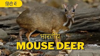 Mouse Deer  Ek Advut sa Prajati  Chevrotain Short Documentary  Wonderful Creatures  2024 [upl. by Annaes]