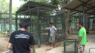 WFFT video  Gibbon Nee moves home after surgery [upl. by Alisha]