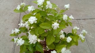 How to grow Jasmine plant in the pot [upl. by Gretchen372]