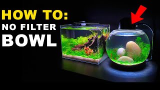 HOW TO NO FILTER BOWL AQUARIUM SETUP  MD FISH TANKS [upl. by Reeta361]