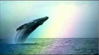 Whales amp Dolphins  Natural Sounds [upl. by Dachi]