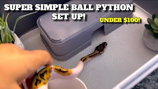 How To Make A Temporary Ball Python Set Up Under 100 [upl. by Tatum194]