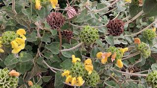 Jerusalem sage Phlomis fruticosa  young amp old seed heads  June 2018 [upl. by Gretchen681]