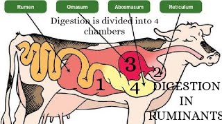 Digestion in ruminants [upl. by Justus]