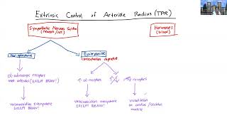 AampPII Cardio Arteries and Arterioles Part 4 [upl. by Hogen417]