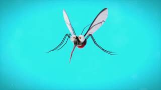 Part 8  Vector controlBiology of Anopheles maculatus Mosquitoes [upl. by Bryana]