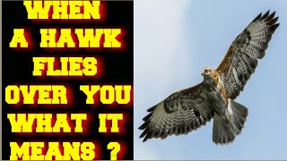 WHEN A HAWK FLIES OVER YOU WHAT DOES IT MEAN [upl. by Brod]