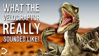 What Did The Velociraptor REALLY Sound Like [upl. by Gyasi]