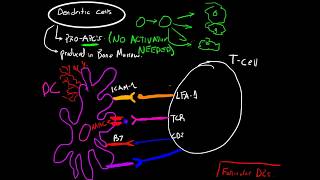 Follicular dendritic cells [upl. by Aisemaj680]