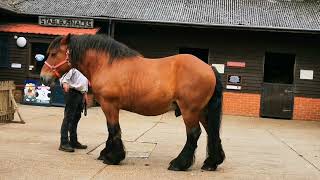 Heavy horses at Verwood 13 July 2024 [upl. by Etnahsal]