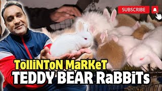 Fancy Rabbit  Fancy Rabbits Price in Pakistan  Tollinton market Lahore [upl. by Corrianne583]