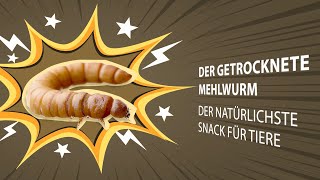 Getrocknete Mehlwürmer  Futter Snack für Hühner Küken Hamster Fische Wildvögel Igel Reptilien [upl. by Urbana]