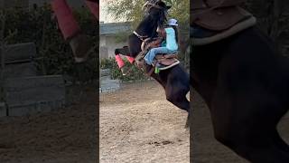 Campeona 2023🔥rodeo viralfypシshortsvideo cowgirls goattyingbarrelracing mexicogirlhorse [upl. by Erastus567]