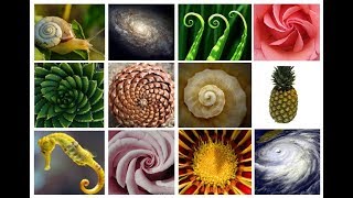 The AMAZING Fibonacci SpiralSequence  Extended Version [upl. by Clio]