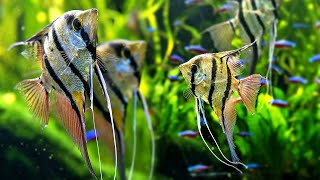 8 jenis ikan hias air tawar cantik yang bisa disatukan dengan manfish [upl. by Kciwdahc462]