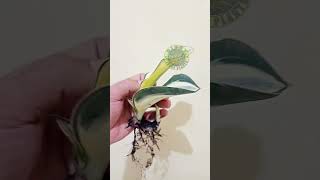 Cek akar masoniana varigata putih sansevieria houseplants tanamanhias nature shorts [upl. by Eissel223]