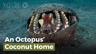 An Octopus Coconut Home [upl. by Melicent]