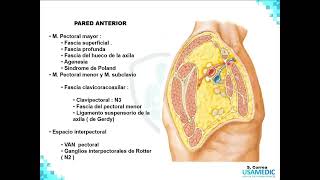 Miembro superior completo  Anatomía Humana parte 1 FÁCIL  Ciencias básicas  USAMEDIC [upl. by Ebbarta]