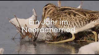 Filmreihe quotEin Jahr im Neeracherriedquot 2024 – Teaser [upl. by Nealson]