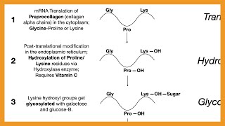 Collagen Synthesis [upl. by Atinauq648]