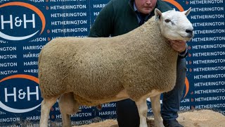 Lockerbie North Country Cheviots Ram sale HampH [upl. by Alyehc]