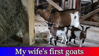 My Wife bought her First Goats [upl. by Caterina]