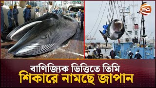 বাণিজ্যিকভাবে তিমি শিকারের অনুমতি দিতে যাচ্ছে জাপান  Japan  Japan Whale  Channel 24 [upl. by Thessa]