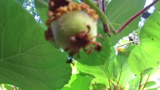 How to Grow Kiwi Fruit in Canada [upl. by Iolanthe]