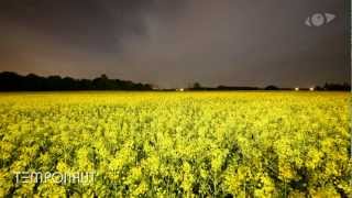 Canola Field  Slider Timelapse  Zeitraffer Video  Laps De Temps  Lapso De Tiempo  微速度撮影 [upl. by Sheree]