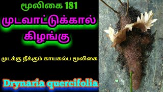 முடவாட்டுக்கால் கிழங்குDrynaria quercifoliamudavaattukkaalAlasal [upl. by Pathe]