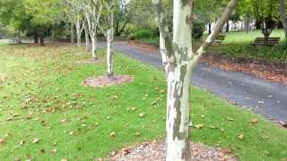 Platanus x acerifolia  top 10 fast growing trees  Platan HD 08 [upl. by Mars18]