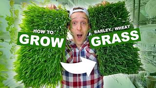 How To Grow FRESH Barley Grass amp Wheatgrass At Home In 10 Days [upl. by Ahseer661]